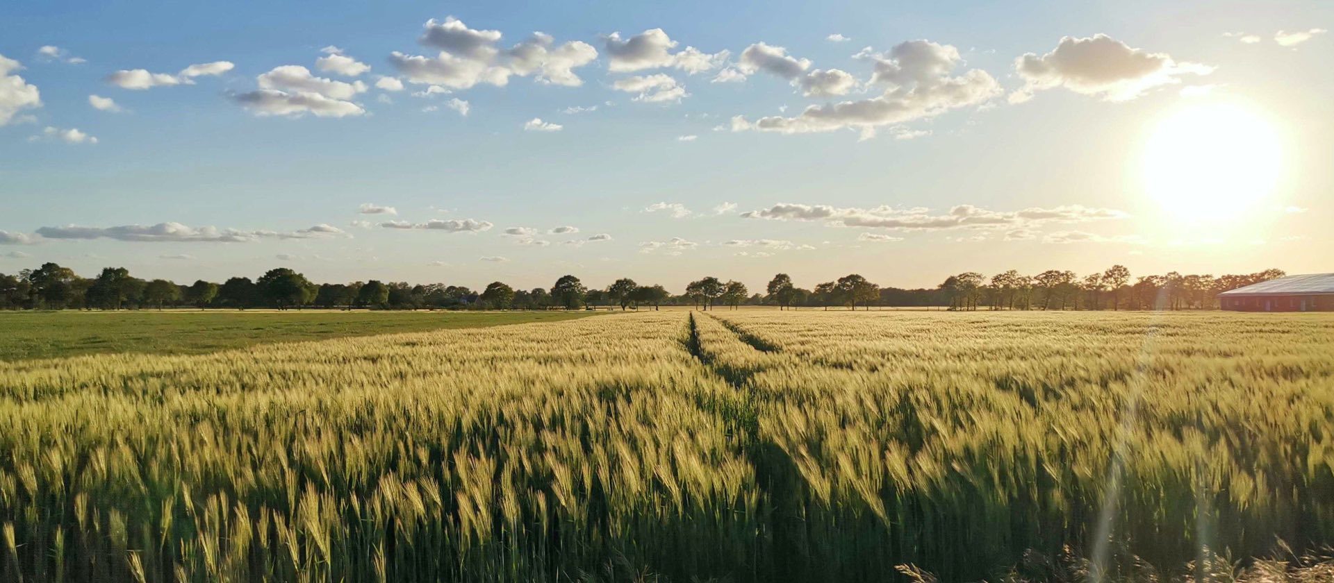 Beautiful landscape with fields and forest, home of Inpsyde CEO Alex Frison